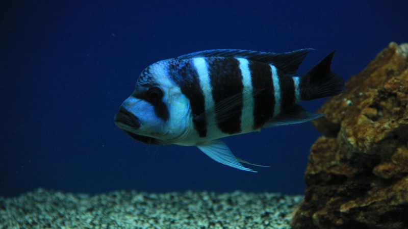 Cyphotilapia gibberosa 'Moliro'